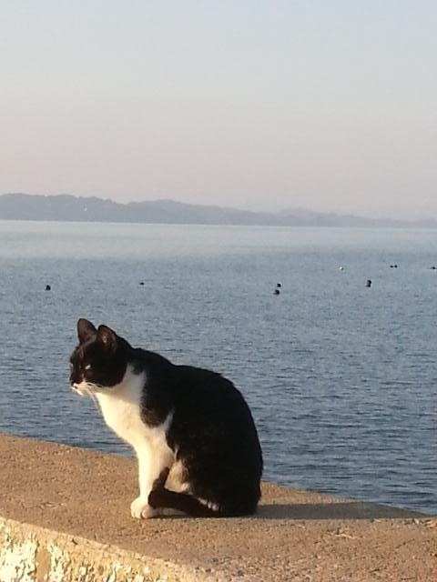 走水、猫.JPG