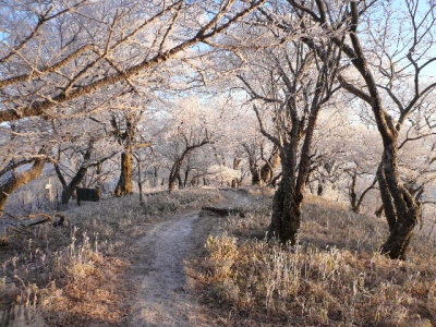 午前中の樹氷