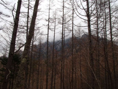 曇りの瑞牆山