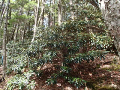 気持ち悪い木(5月)