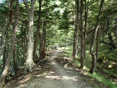 樹林帯杖立峠まで