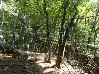 御殿山コース