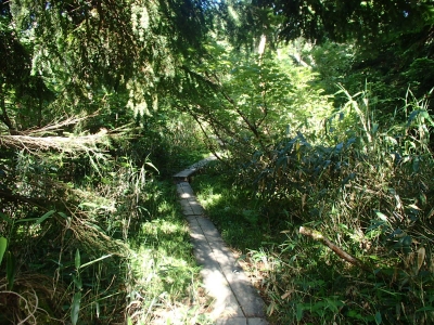 途中高低差の無い樹林帯