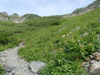 赤石岳分岐下のお花畑