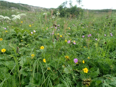 荒川岳下のお花畑