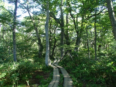 ゆるいくだりの木道