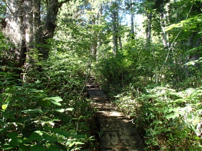 至仏山樹林帯