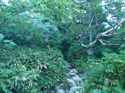 始めは樹林帯