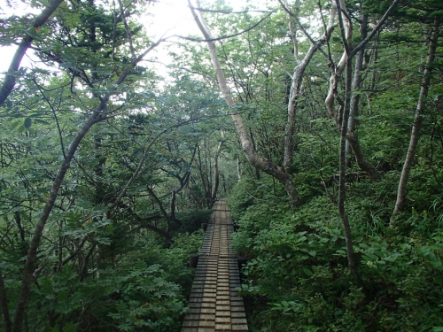 すべる木道.JPG