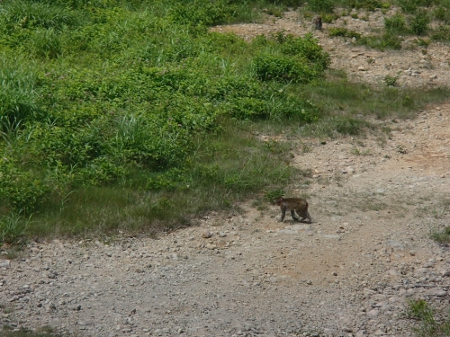 野生のサル.JPG