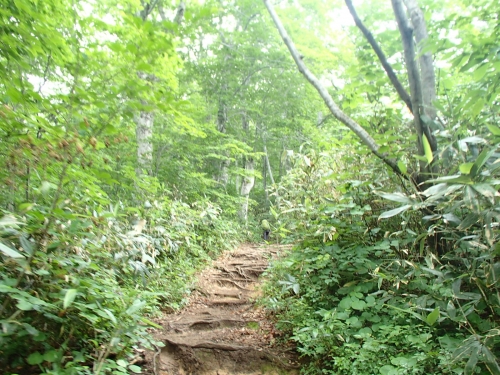 急登&樹林帯.JPG