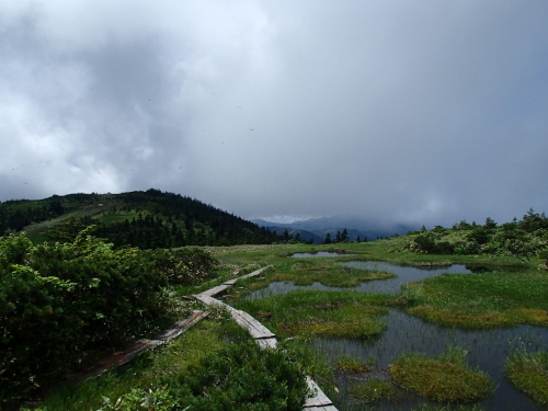 草原状の湿地.JPG