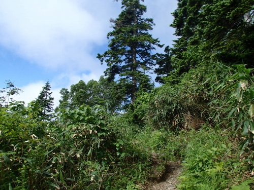 長い樹林帯.JPG