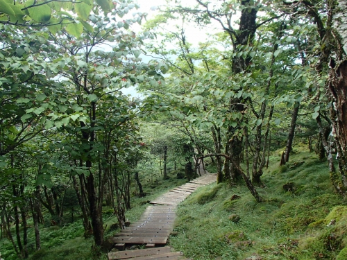 すべる木道・・・.JPG
