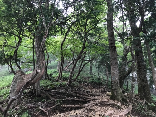 奥駈道出合いまでの急登.JPG