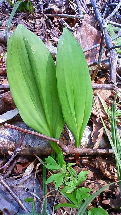 201005021257000.jpg