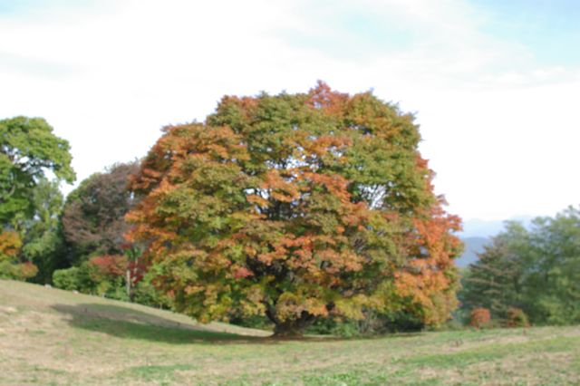IMGP0802.jpg