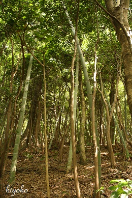 satoyama3.jpg