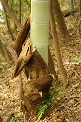 satoyama4.jpg