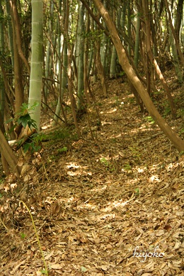satoyama5.jpg