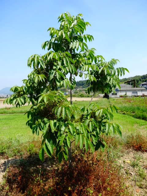 漆の木の花 うるしの木