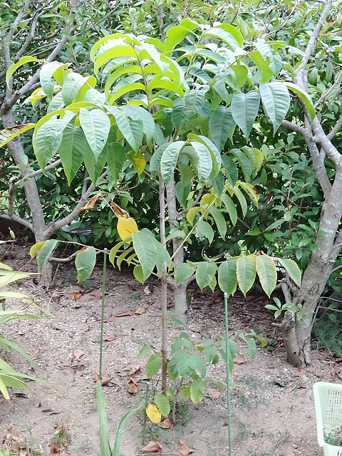 漆の木の成長日記 うるしの木