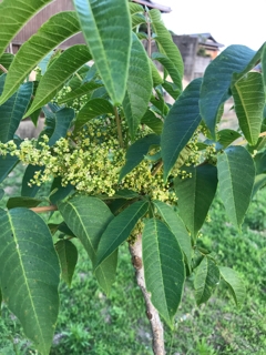 漆の花が咲きました うるしの木