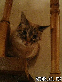 20061105_241783.jpg