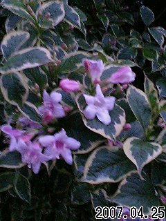 20070425_303542.jpg