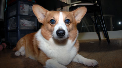 coo