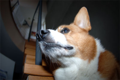 coo