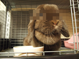 えるちん