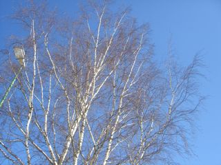 白樺青空