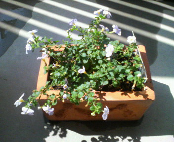 20070524_40560.jpg
