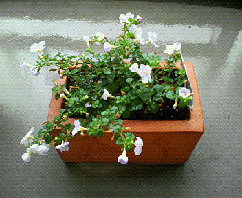 20070525_42426.jpg