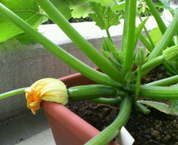 20070601_49936.jpg