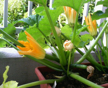20070606_57100.jpg