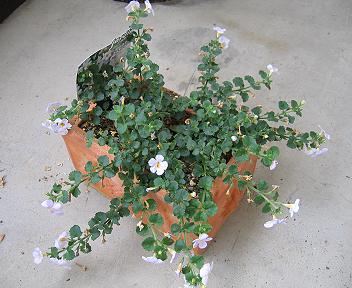 ステラの花