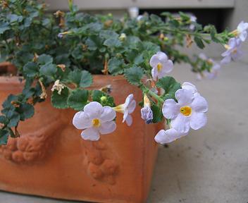 ステラの花 アップ