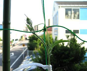 ゴーヤーの育て方 子づるの摘芯 ベランダ家庭菜園