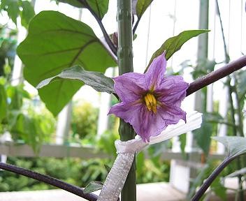 ナスの花