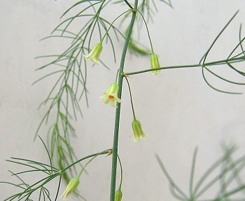 アスパラガスの花