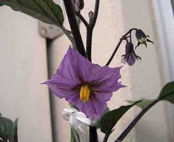 他にも花が咲いています