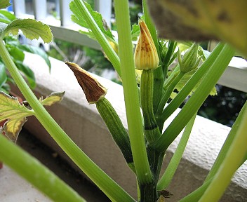 花芽も枯れてしまっています