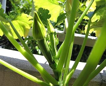 やっと膨らんできた雌花のつぼみ
