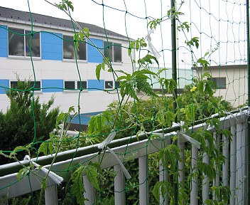 孫づるは延び放題