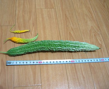 ゴーヤー初収穫