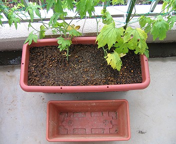 植え替え前後のコンテナの大きさ