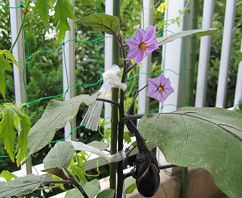 ナスの花と実
