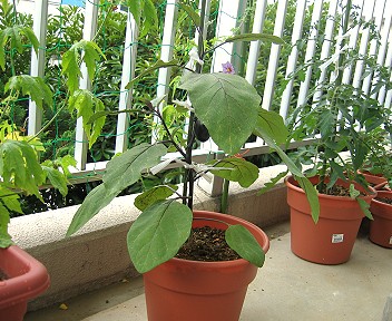 植え替え直後のナス